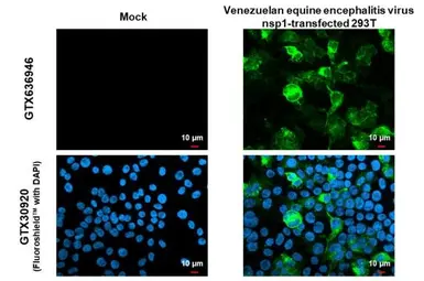 Anti-Venezuelan Equine Encephalitis Virus nsP1 antibody [HL1472] used in Immunocytochemistry/ Immunofluorescence (ICC/IF). GTX636946